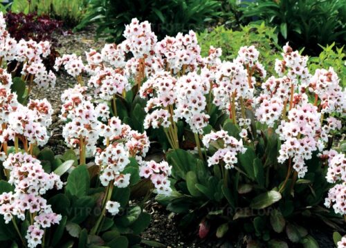 Bergenia x hybrida ‘Dragonfly Angel Kiss’