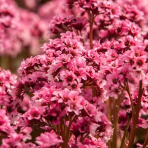Bergenia x hybrida ‘Pink Dragonfly’