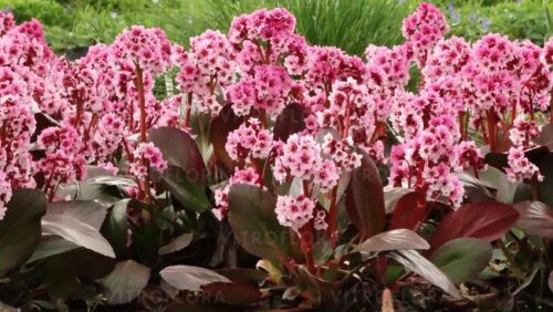 Bergenia x hybrida ‘Pink Dragonfly’