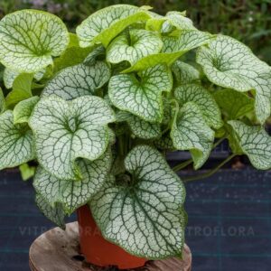 Brunnera macrophylla ‘Alexander’s Great’