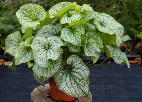 Brunnera macrophylla ‘Alexander’s Great’