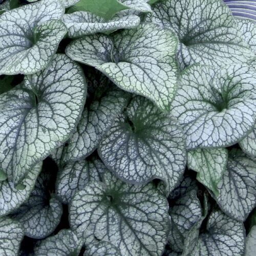 Brunnera macrophylla ‘Alexander’s Great’