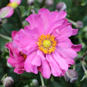 anemone-margarete