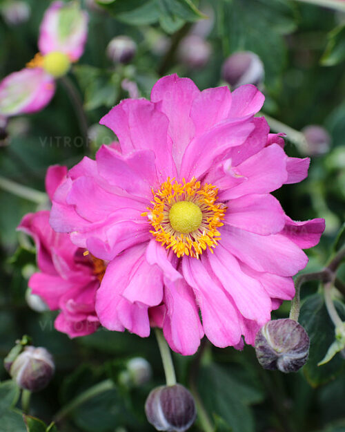 anemone-margarete