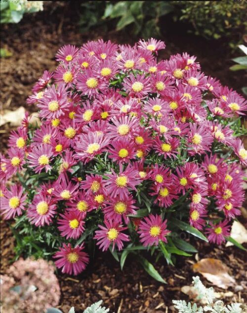 aster-island-bahamas