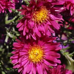 aster-island-bahamas