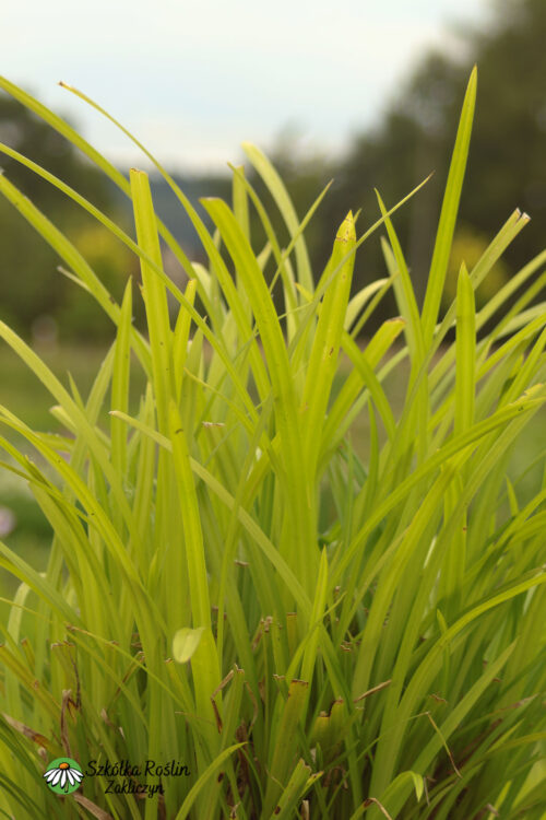 Irish Green