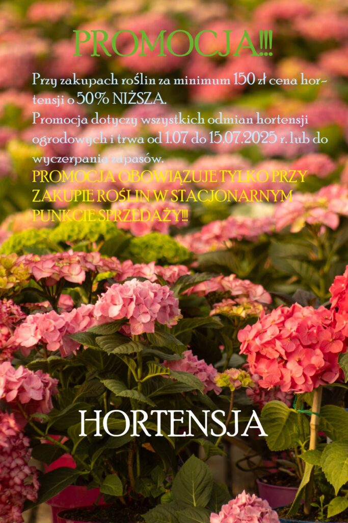 promocja hortensja