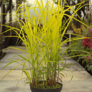 Purpurescens