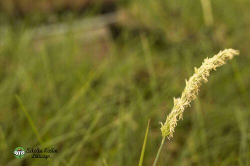 Sesleria jesienna