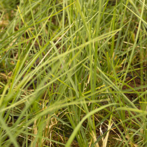 Sesleria jesienna