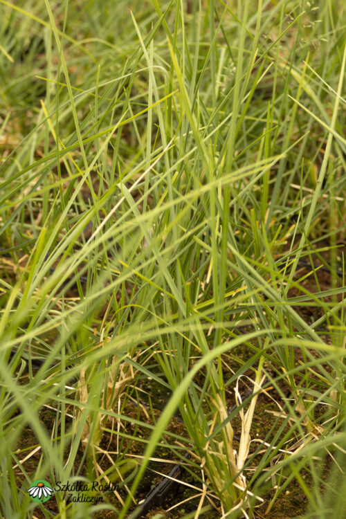 Sesleria jesienna