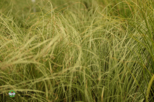Turzyca włosista 'Amazon Mist'