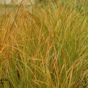 Turzyca ceglasta 'Prairie Fire'