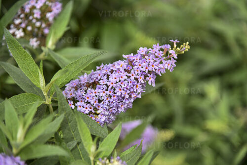 Buddleja Davida ‘Butterfly Candy Little Lila’
