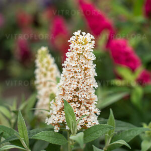 Buddleja Davida ‘Butterfly Candy Little White’