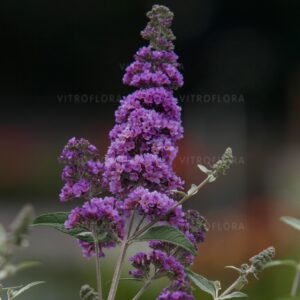 Buddleja Davida 'Lavender Cupcace'