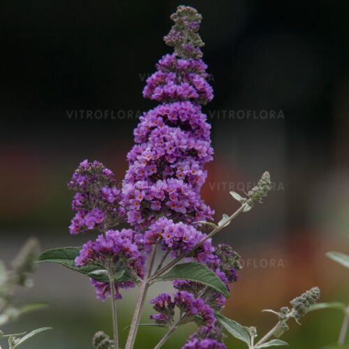 Buddleja Davida 'Lavender Cupcace'