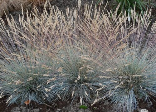 Festuca glauca 'Elijah Blue'