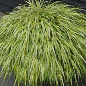 Hakonechloa  'Aureola’