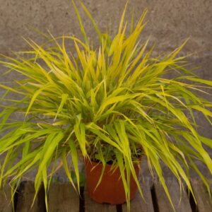 Hakonechloa  ‘All Gold’
