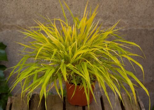 Hakonechloa  ‘All Gold’