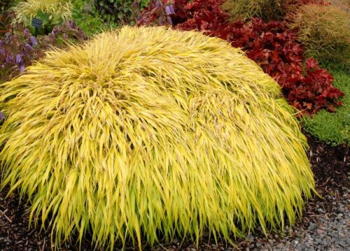 Hakonechloa macra ‘All Gold’