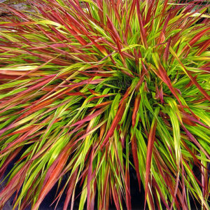 Hakonechloa  ‘Mulled Wine’