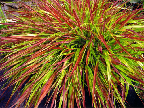Hakonechloa  ‘Mulled Wine’