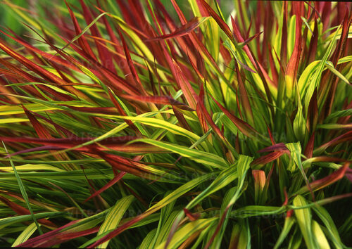 Hakonechloa ‘Mulled Wine’