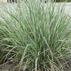 calamagrostis-overdam_5
