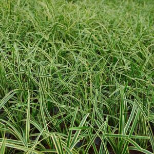 Carex morrowi ‘Ice Dance’