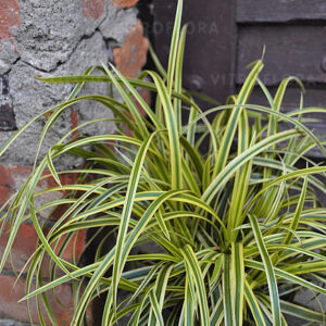 Turzyca Morrowa ‘Vanilla Ice’