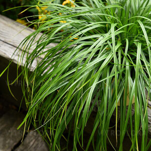 Turzyca Morrowa ‘Greenvell’