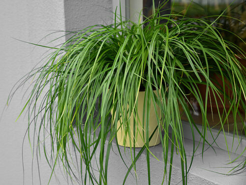 Turzyca Morrowa ‘Greenvell’