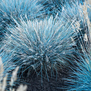 Kostrzewa sina 'Elijah Blue'