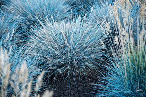 Kostrzewa sina 'Elijah Blue'