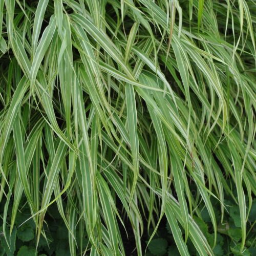 Hakonechloa ‘Albostriata’