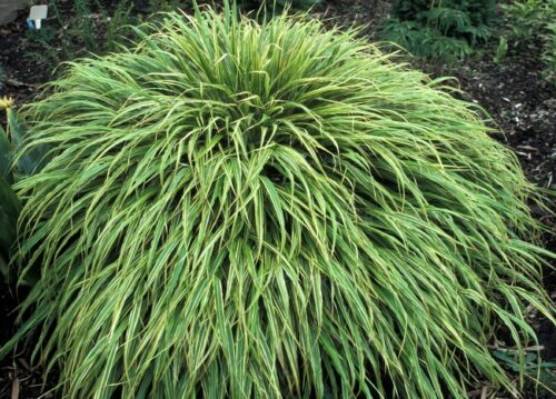 Hakonechloa ‘Albostriata’