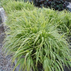 Hakonechloa  ‘Albostriata’