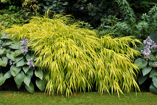 Hakonechloa macra ‘All Gold’