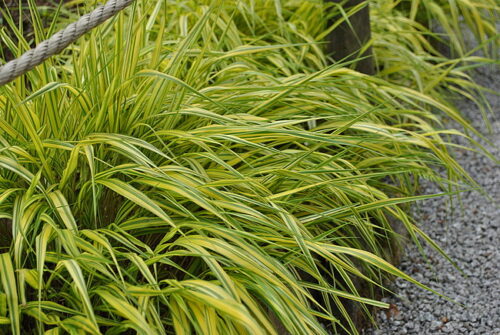 Hakonechloa macra 'Aureola’