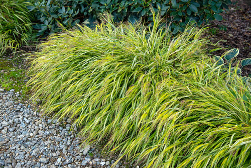 Hakonechloa macra 'Aureola’