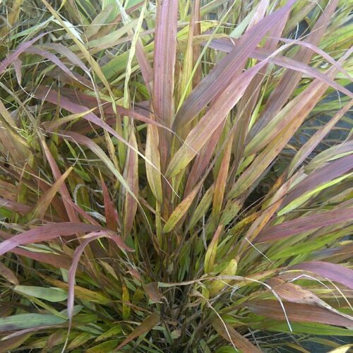 Hakonechloa ‘Beni Kaze’