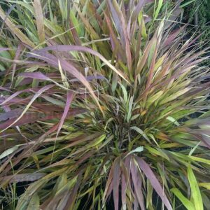 Hakonechloa  ‘Beni Kaze’