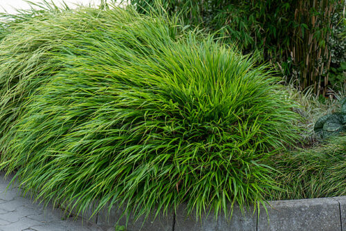 Hakonechloa macra 'Greenhills'