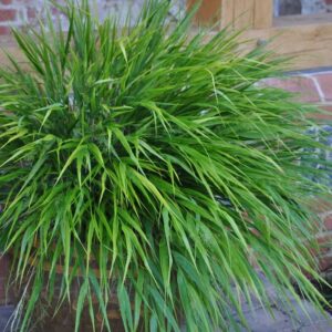 Hakonechloa  'Greenhills'