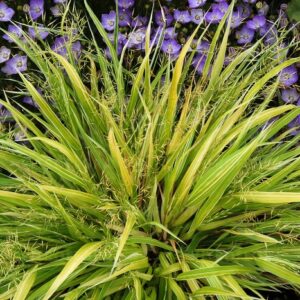 Hakonechloa  ‘Stripe It Rich’