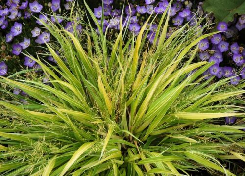 Hakonechloa  ‘Stripe It Rich’