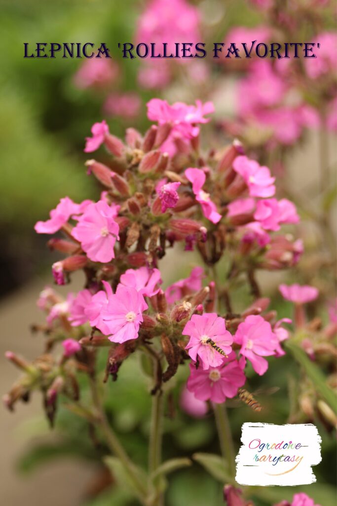 Lepnica 'Rollies Favorite'